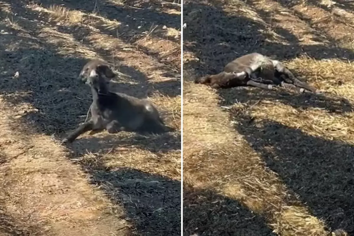 Görüntü Türkiye'den! Çekim yapacağım diye zavallı eşeğin can vermesini böyle izledi