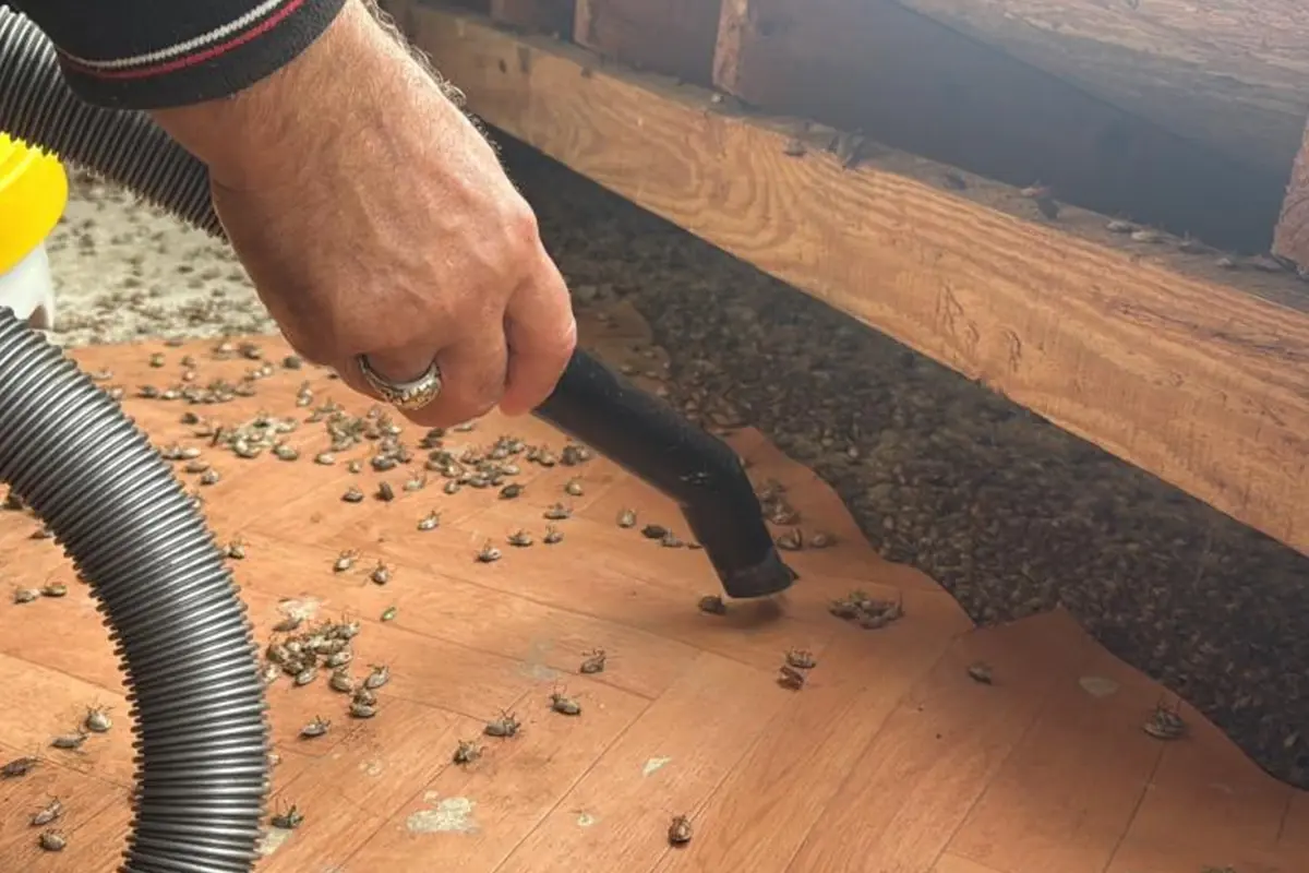 Artık tüm Türkiye'nin belası! Marketleri de istila edecekler