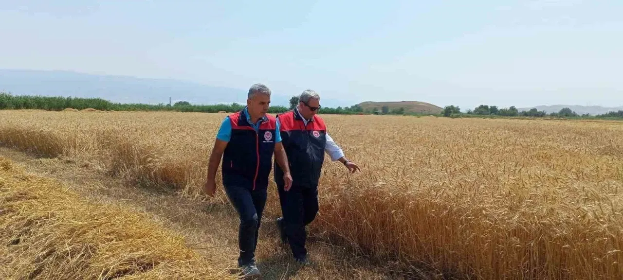Denizli’de buğday hasadı başladı