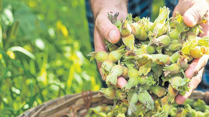 Rekabet Kurumu Başkanı Küle, Milliyet’e açıkladı: Fındığa rekabet dopingi, fiyata yapay zeka takibi