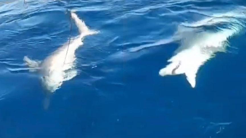 Yer: Hatay! Amatör balıkçı şoke oldu: 'Köpek balığını fark edince olta ipini kestik'