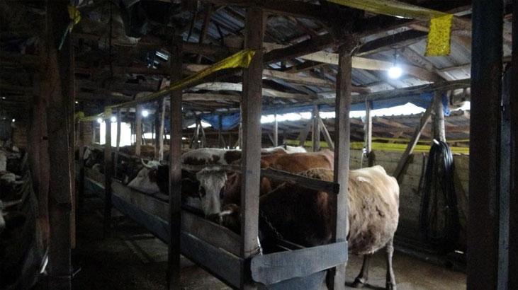 İstanbul'da şap alarmı! 21 mahalleye giriş çıkışlar kapatıldı