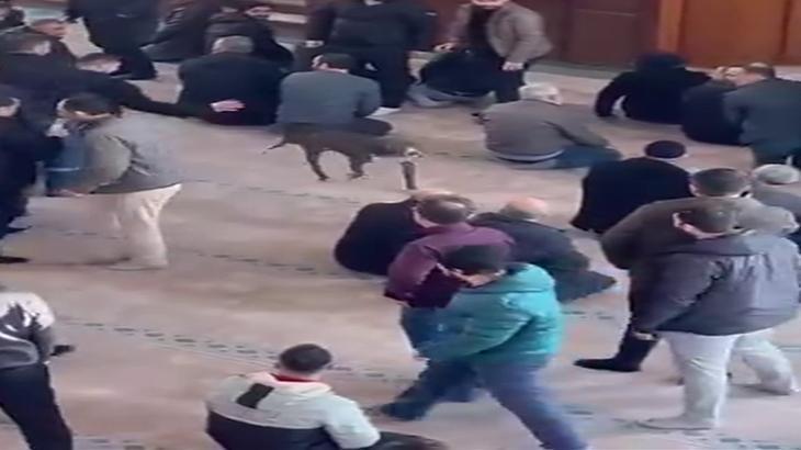 Kocaeli'de pitbull camiye girdi! Sahibine adli ve idari işlem yapıldı