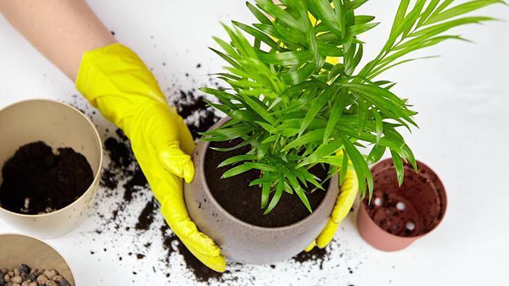 Evin tüm havası saniyeler içinde değişiyor! Dekor değil kötü enerji emici