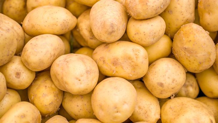 Toprağın altından çıkan gizli servet! Hasat zamanı zengin ediyor