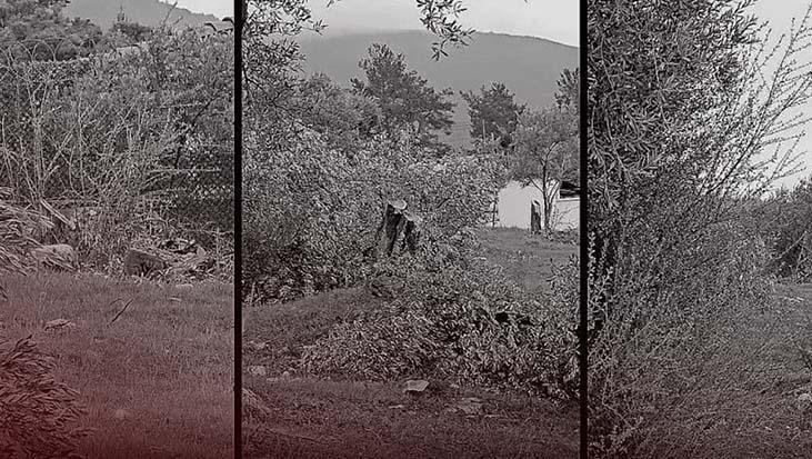 CHP'de istifa getiren kriz! 100 yıllık zeytin ağaçlarını kim kesti?