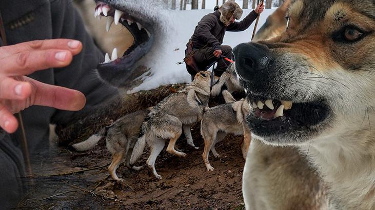 Kurgu değil gerçek! Sivas dağlarında bir Kurt Adam: Eksi 30'da ne elektrik ne su var