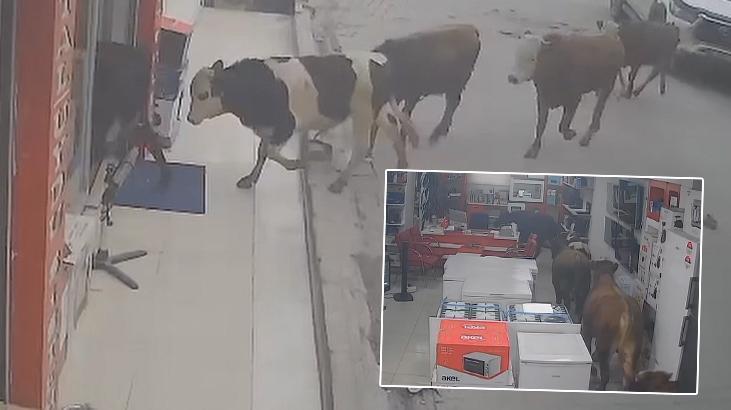 Batman'da 9 inek beyaz eşya mağazasına girdi! O anlar kamerada...