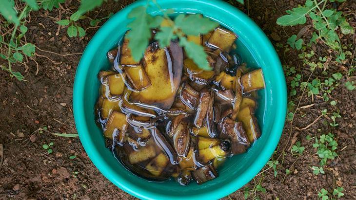 Viral muz kabuğu suyu yalan mı? Uygulayan herkes bu detayı gözden kaçırıyor