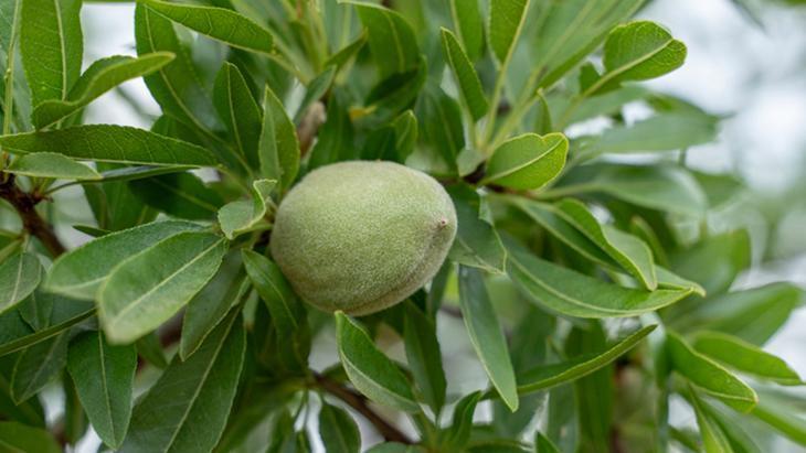 Datça'da hasat dönemi başladı! Kilosu 800 TL, mart ayında fiyatın 200 TL'ye düşebilir