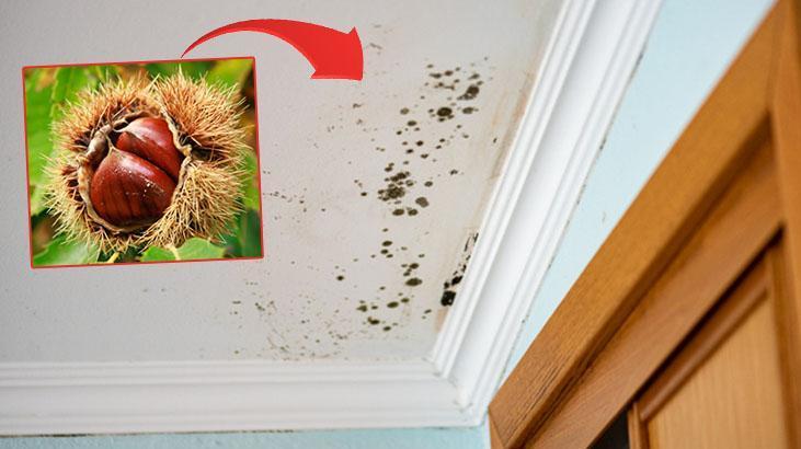 Nem, rutubet, küf fark etmiyor... Evdeki tek hamle: Kestaneyi buraya koyun