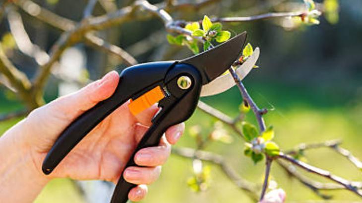 Nisan gelmeden budayın! Bu mevsimde kesince meyveler coşuyor