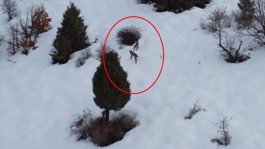 Kırmızı listede! Erzincan'da ortaya çıktılar: Karların içinde inanılmaz manzara