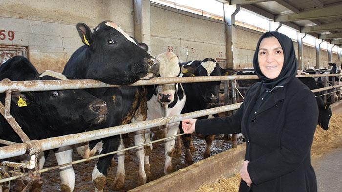 Ev hanımlığından patronluğa: Devlet destek verdi, 900 hayvanın bulunduğu çiftliğin sahibi oldu