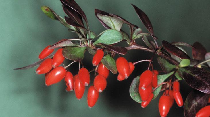 Rusların yaşam iksiri Türkiye'de bedava yetişiyor! Şifa deposu kırmızı elmas