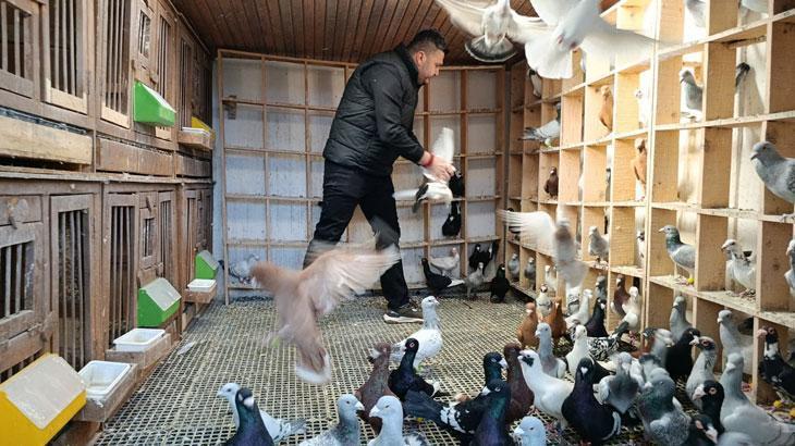 Memurluğu bırakıp güvercin yetiştiricisi oldu, otomobil fiyatına satıyor