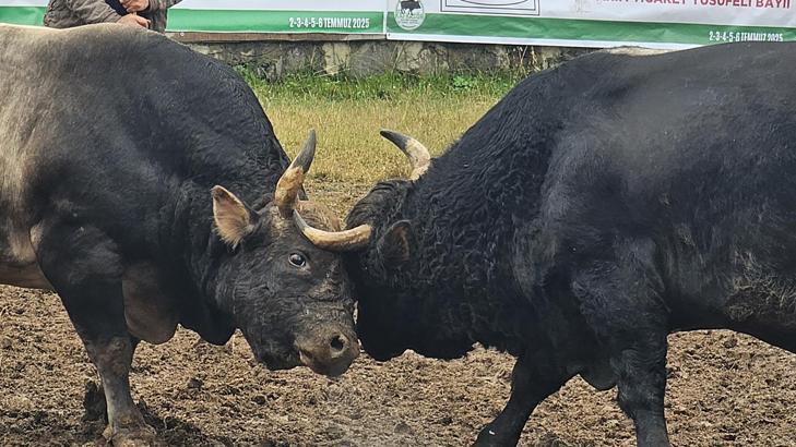 Artvin’de arenaya devler çıkıyor! 800 kiloluk pehlivan boğalar güreşe hazırlanıyor