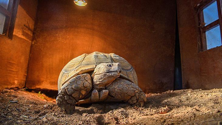26 yaşındaki kaplumbağa Sabi yalnız! Ona arkadaş aranıyor