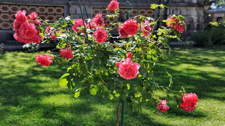 Gülü budamanın incelikleri! Bahçenizi cennetten bir köşeye çevirecek