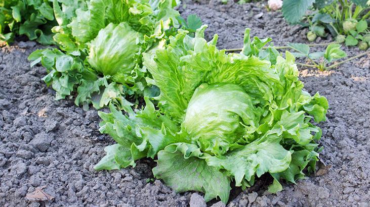 Bu yöntemle marul haftalarca taze kalıyor! Donduranlar en büyük hatayı yapıyor en büyük düşmanı nem