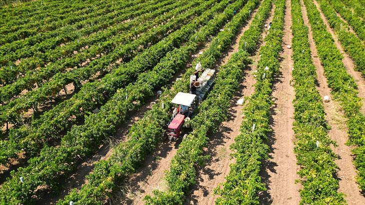 Çiftçilere yaklaşık 17,4 milyar lira tarımsal destekleme ödemesi bugün yapılacak