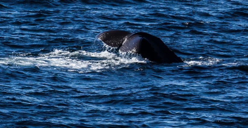 Tarihte ilke imza attılar! Balinalar doğumda güçlerini birleştirdi