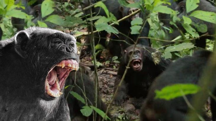 Şempanzeler arasında ilk 'iç savaş' çıktı! Yavrular annelerinden koparılıyor