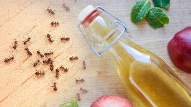 Evi karınca bastıysa hemen deneyin! Bu mevsimde çıkıp yayılıyor: Kokusu yeter