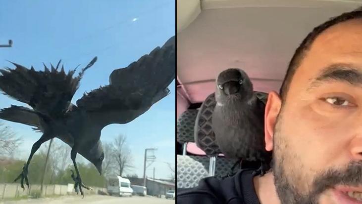 Düzce’de ilginç anlar! Hareket halindeki otomobile konan karga, sürücünün omzuna kadar geldi
