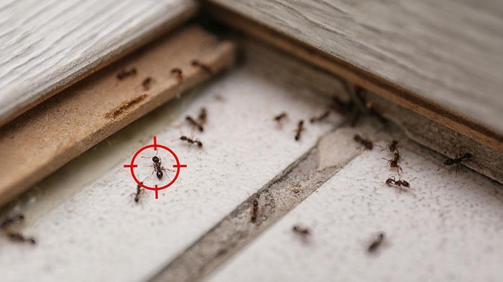 Evin kapısından bile giremiyorlar! Karıncaları uzaklaştırmanın püf noktası