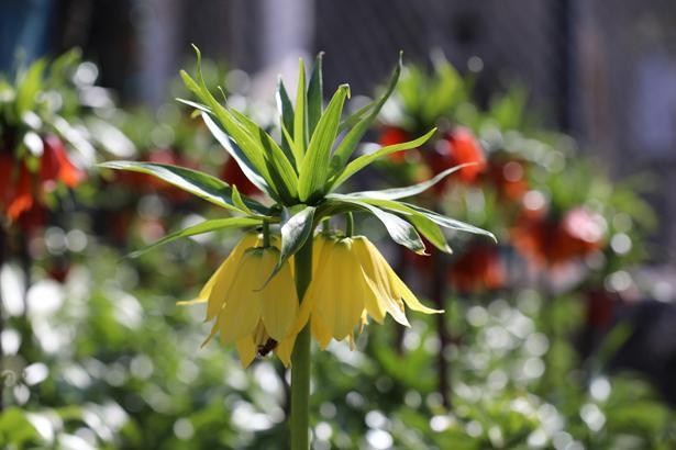 20 günlük güzellik! Şırnak’ta ters laleler son günlerini yaşıyor: Koparmanın cezası 700 bin TL