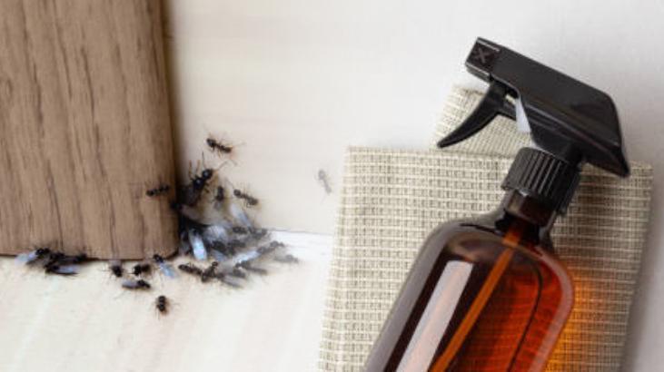 Karıncaları evden atan 6 yöntem! İzlerini silip yollarını kaybettiriyor: Her yere püskürtün