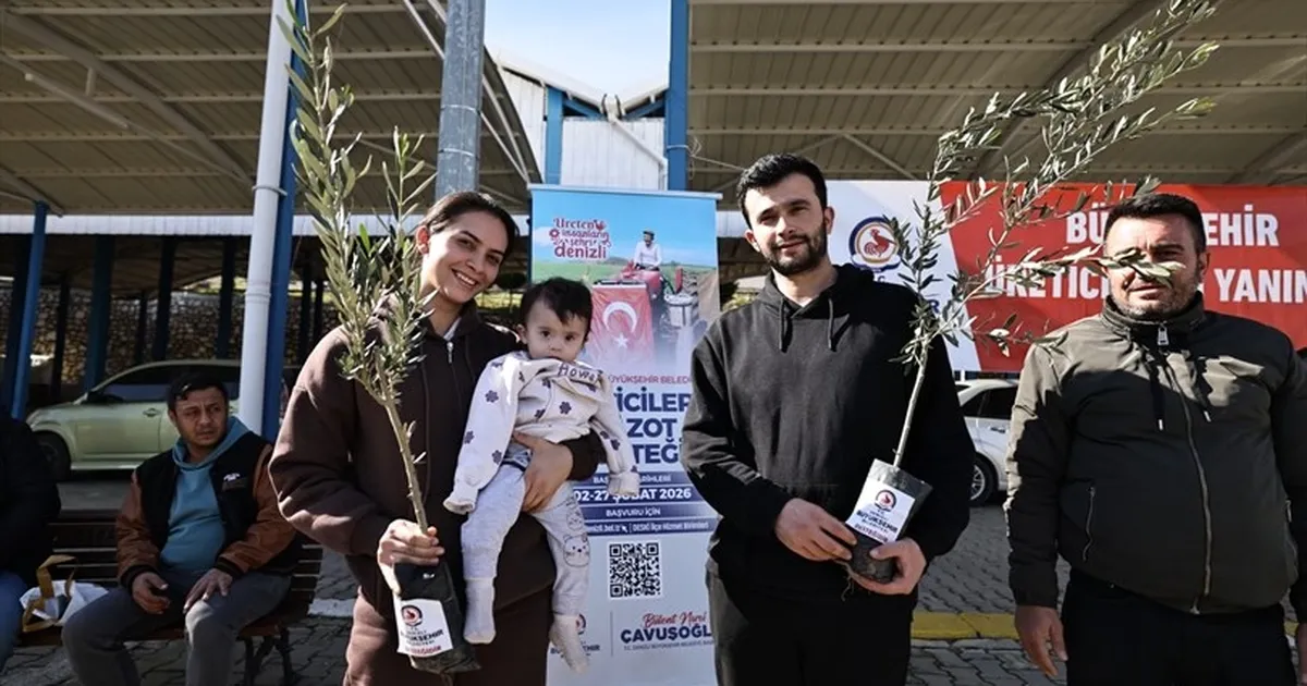 Denizli Büyükşehir’den üreticiye zeytin fidanı desteği