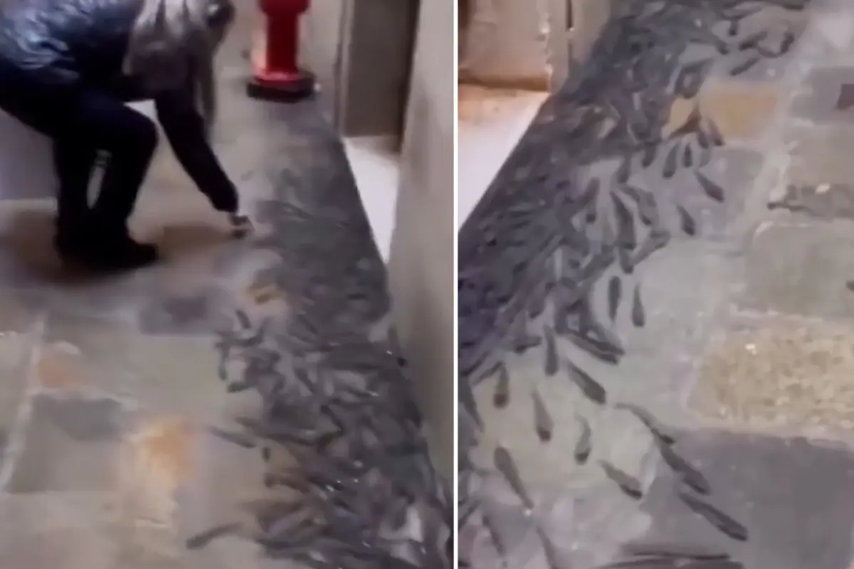 Ülkede şoke eden görüntü! Balıklar sokaklara taşındı