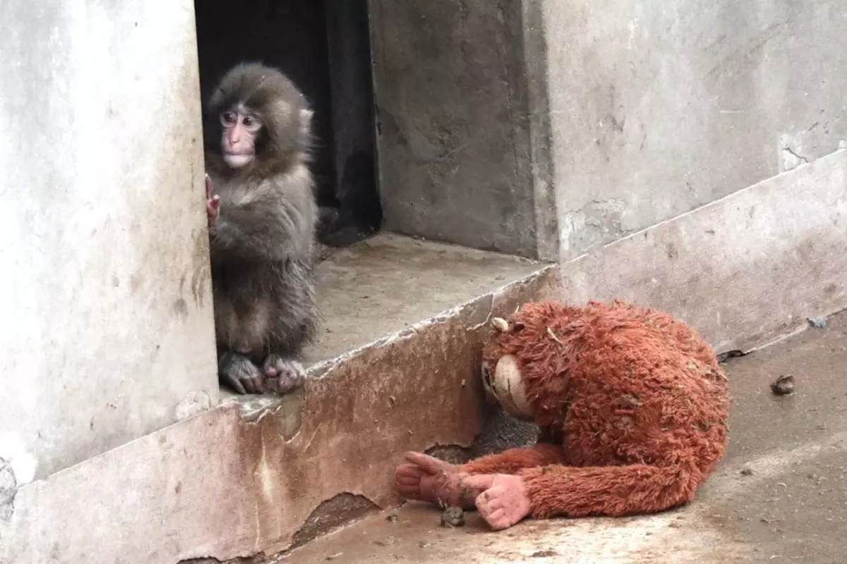 Yavru maymun Punch'ın son görüntüsü izleyenleri üzdü