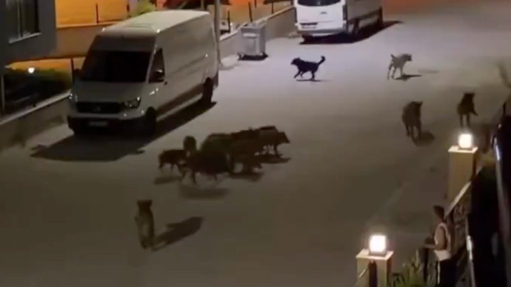 Aydın’da başıboş domuz sürüsü, başıboş köpek sürüsüne saldırdı