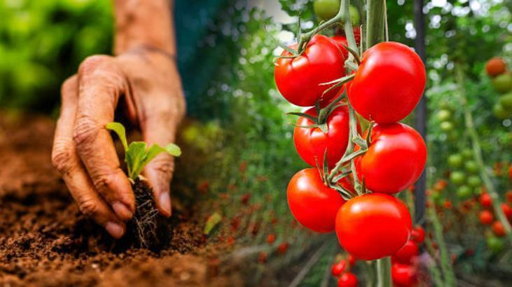 Domateslerin yanına ne ekilebilir? Pestisiti azaltıyor: Biberi seçip verimi artırın