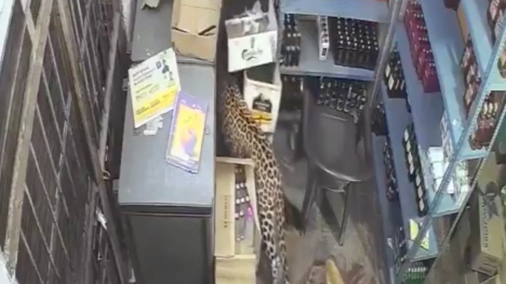 Hindistan’da leopar dükkana girdi: 2 yaralı
