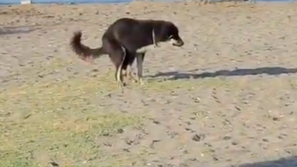 İzmir’de başıboş hasta köpeğin sahilde dışkılaması tepki çekti