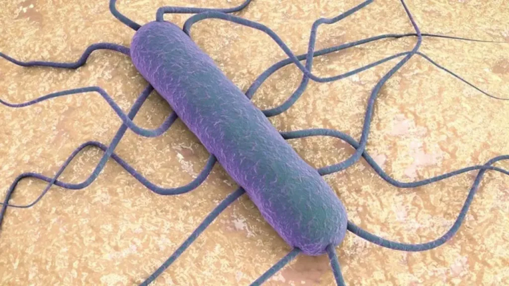 Listeria bakterisi nedir? Listeria bakterisi nasıl bulaşır, hangi gıdalarda olur?