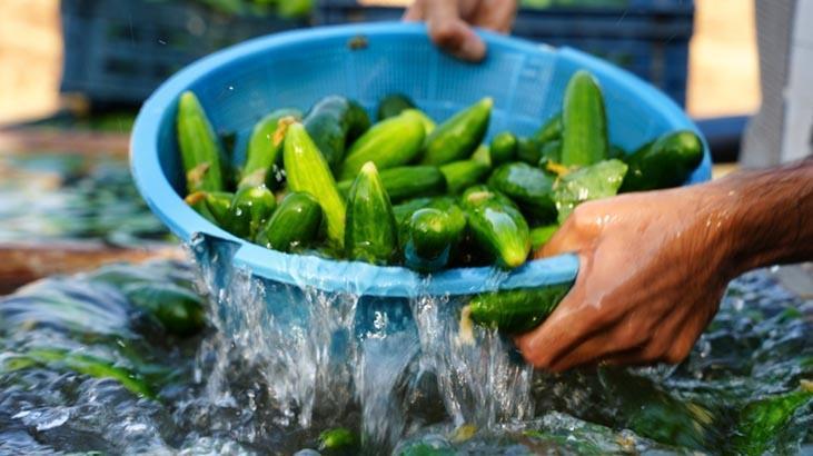 Salatalıkları kütür kütür yapan basit yöntem! Sıcaktan kuruduysa çöpe atmayın