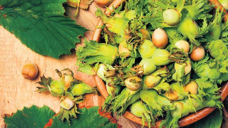 Üreticinin TMO’dan beklediği alım fiyatı: 300 TL… ‘İklim’e rağmen rekolte iyi olacak