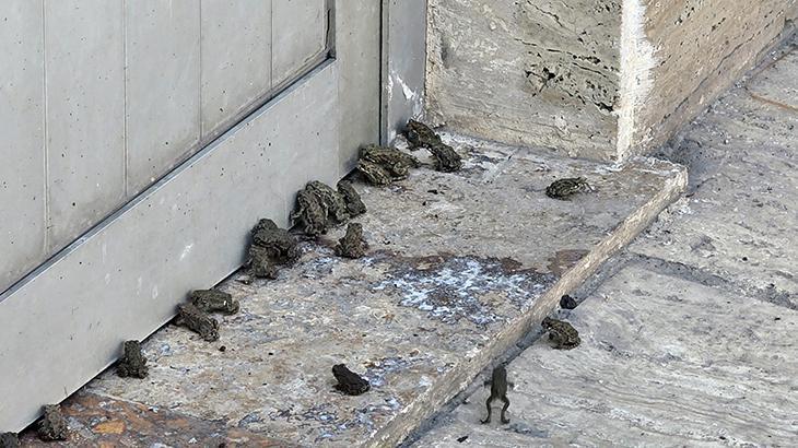Yağmur sonrası ortaya çıktılar: Bu bir hikmet mi, başka bir şey mi diyelim, bilemedim