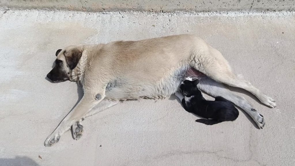Amasya’da görenleri şaşırtan dostluk: Köpeği annesi sanan kedi