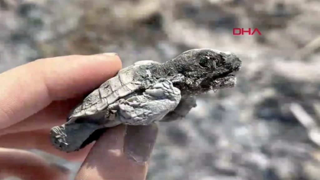 Antalya’da yasağa rağmen sahilde yakılan ateş nedeniyle yavru bir caretta caretta yanarak can verdi