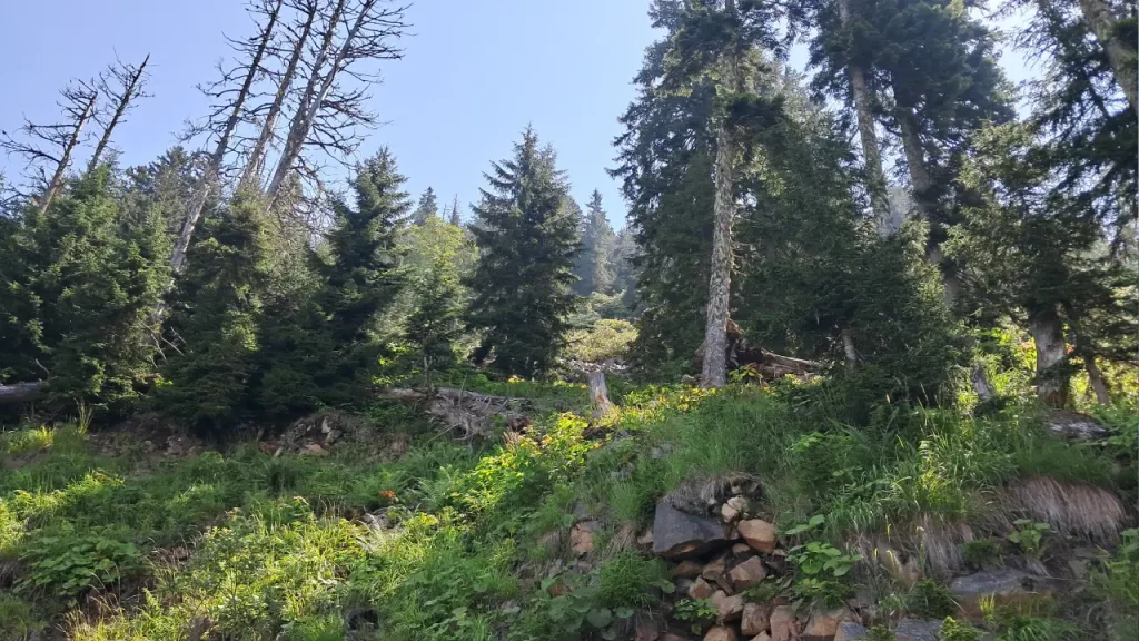 Artvin Murgul’da planlanan madencilik faaliyetlerine tepki: ‘Parasız yaşanır ama doğasız yaşanmaz’