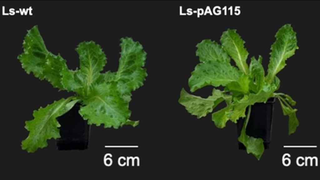 Bilim insanları, marulun içinde hayvansal protein üretti