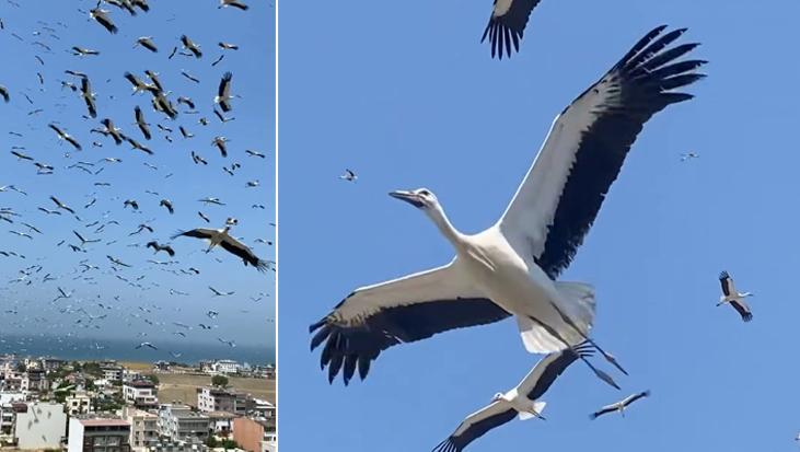 Bir anda gökyüzünü kapladılar! Hatay’da eşine az rastlanır görüntü