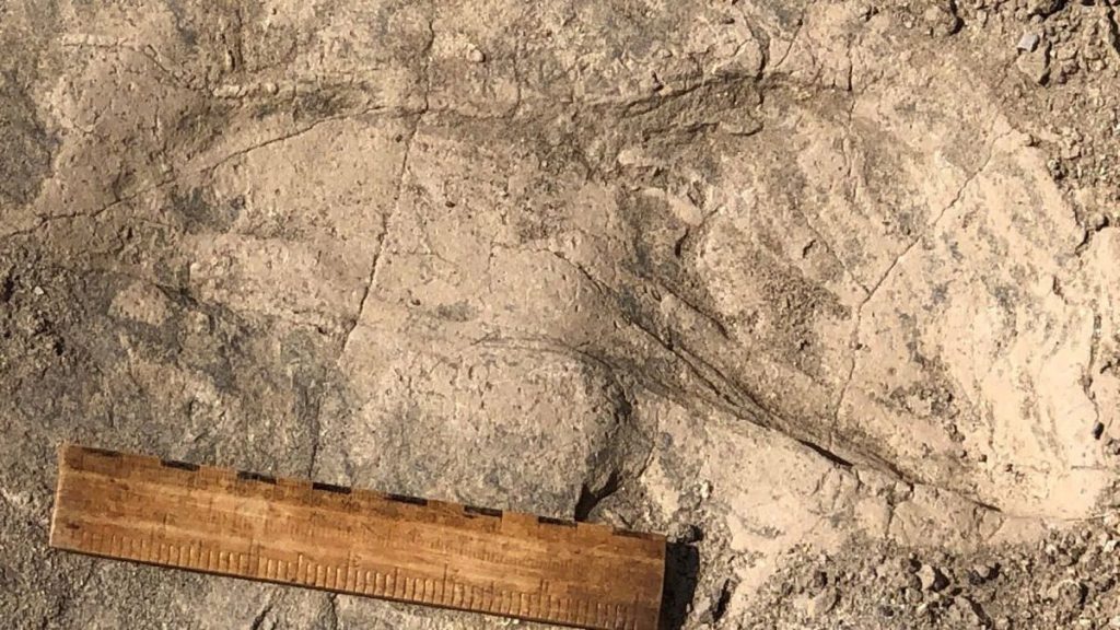 İnsanın 1,4 milyon yıllık akrabası ortaya çıktı: Sanılandan çok daha büyük
