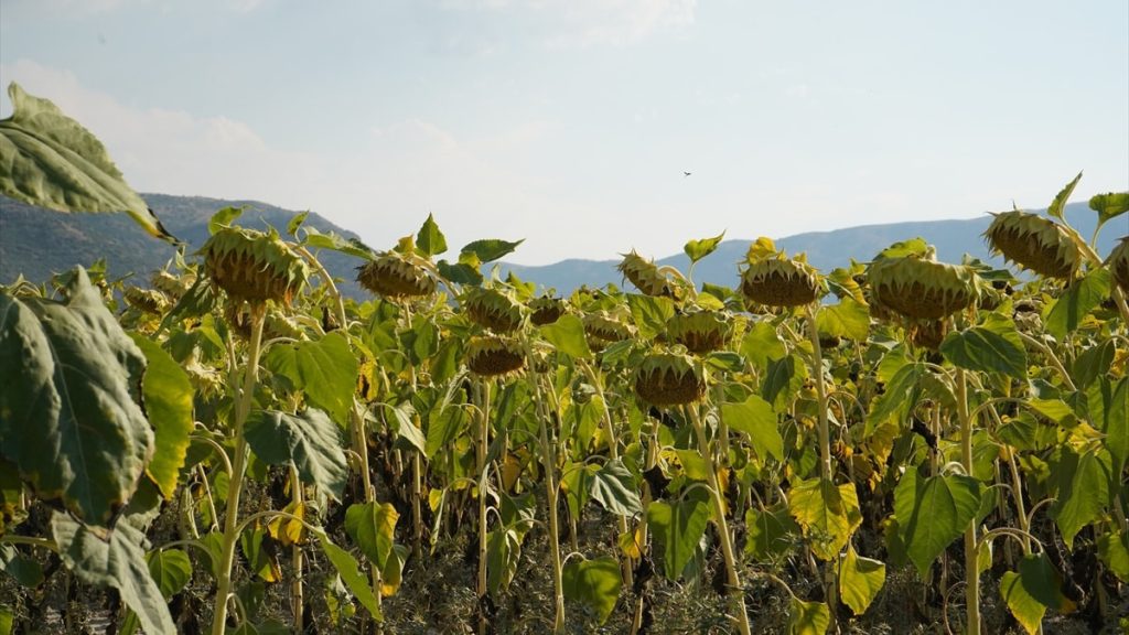 Isparta’da ayçiçeği hasadı için son kontroller yapılıyor